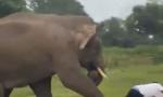 Elephant chases, pins tourist to ground in Bandipur forest