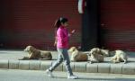 Pick up and keep them at...: SC's big order on stray dogs