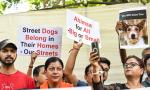 SC flags practical challenges in sheltering all stray dogs