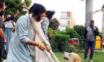 Victory For Pooches