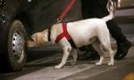 Man steals from employer's godown after befriending guard dogs