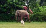 Elephant runs amok in Thrissur, damages vehicles