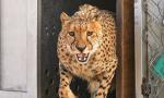 8-year-old female cheetah dies of injuries in Kuno