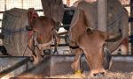 Cattle trade suspended in Maharashtra town over cow vigilantes
