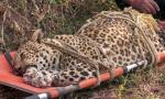 'Man-eater' leopard that killed 3 people shot dead in Pune