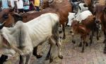 Swamped with false cow slaughter cases: Allahabad HC