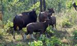 Jharkhand seeks Centre's nod to bring 50 bison from MP for PTR