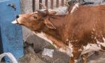 40-kg plastic waste removed from cow's stomach in Odisha