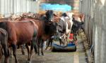 Gau Bhakts To Enter Poll Fray In Bihar