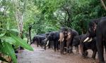 Woman tourist from TN killed during elephants' fight at Karnataka camp