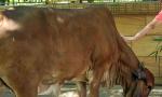 Man arrested for 'sexually assaulting' cow in Bengaluru