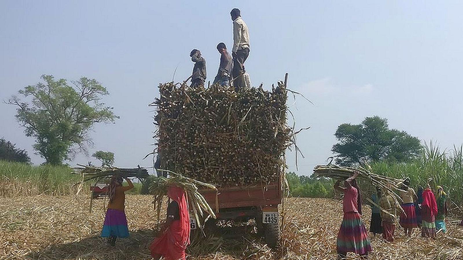 rediff.com - Text Feed - UP Government's Sugarcane Payment Policy: Impact And Benefits