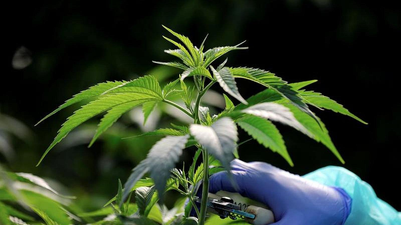 rediff.com - Text Feed - Surat: Two Teenagers Arrested with Cannabis - What This Means for Drug Enforcement