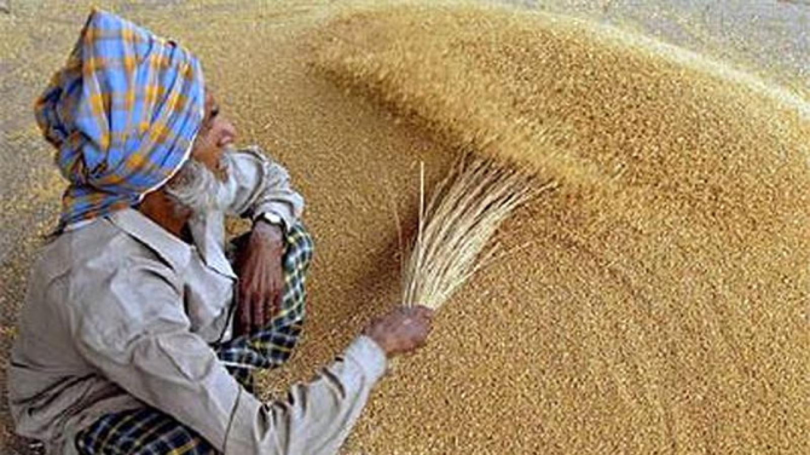 rediff.com - Text Feed - India's Food Grain Stockpile: Why Wheat And Rice Reserves Are High