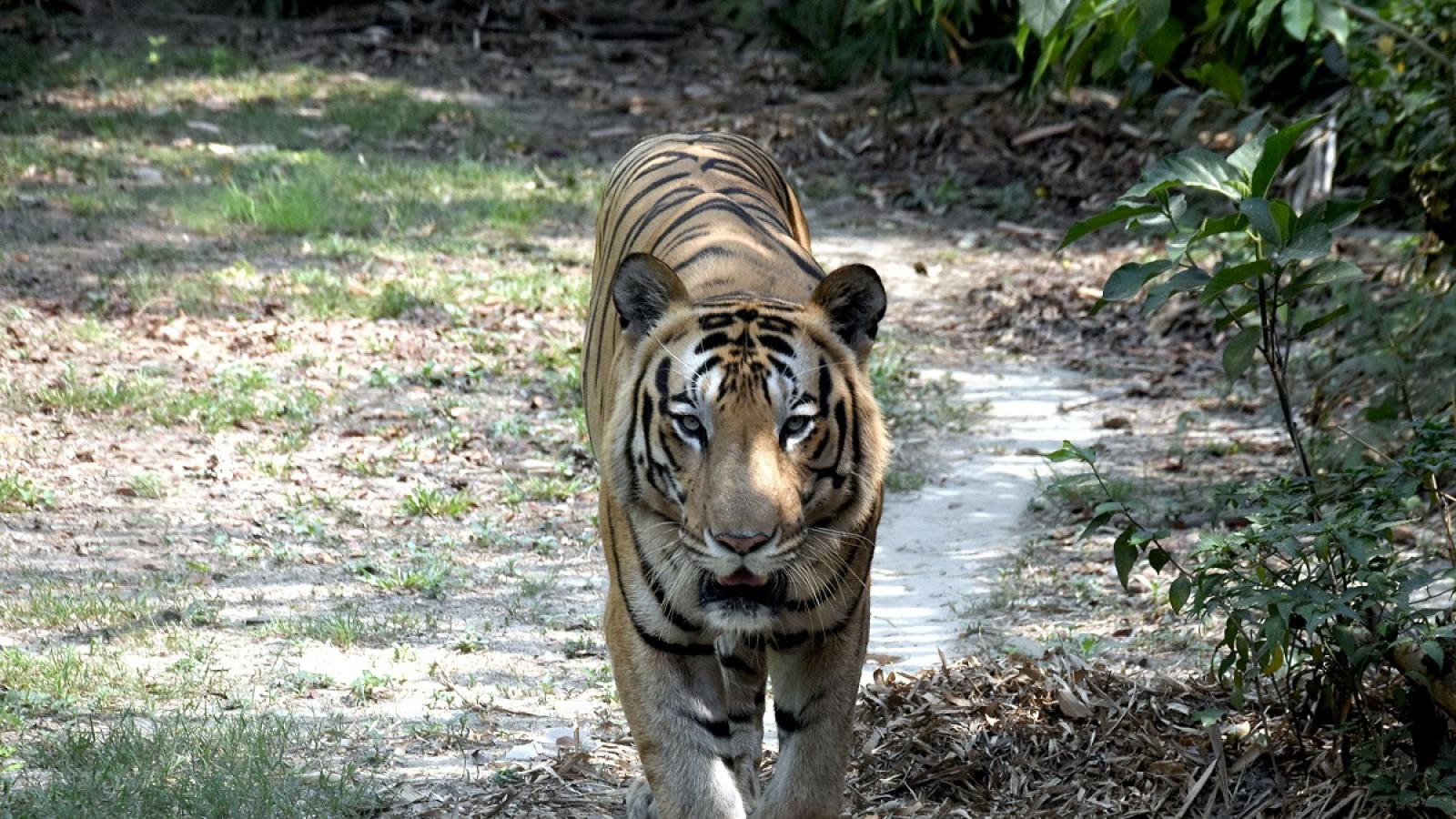 Tiger kills farmer, safari suspended in Karnataka reserves - Rediff.com