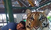 Arbaaz Khan visits Tiger Kingdom