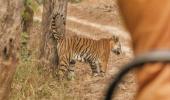 Proteas visit Tiger reserve in Madhya Pradesh