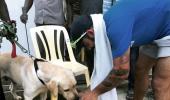 PHOTOS: Dog lover Kohli comes to the fore in Chennai