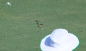 Bizarre! Snake stops play in Ranji Trophy match