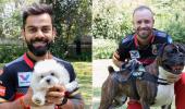 PIX: IPL stars celebrate International Dog Day