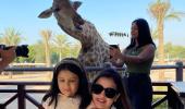 SEE: Ziva Dhoni meets a giraffe!