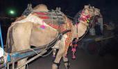 Travel: Snapshots from India's largest camel fair