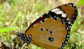Unusual summer pics: Butterfly beauty
