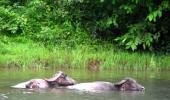 Unusual summer pics: Getting along swimmingly! 