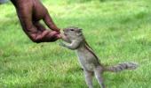 Unusual summer pics: The friendly squirrel