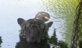 Unusual summer pics: A big cat cools off!