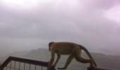 Unusual monsoon pics: Monkeying around!