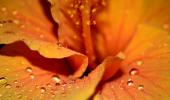 Unusual monsoon pics: Orange blossoms, raindrops