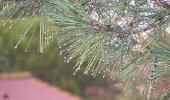 Unusual monsoon pics: Nature's glistening needles