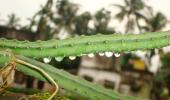 Unusual monsoon pics: The crocodile cactus!