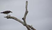 Best pics 2010: The solitary hunter