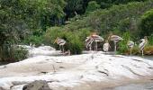 Unusual monsoon pics: The crocodile hunter!