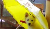 Unusual monsoon pics: Not a fan of the rains!