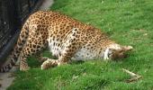 Unusual summer pics: The lazing leopard!