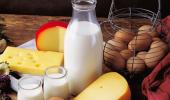 How cheese and milk benefit the obese!