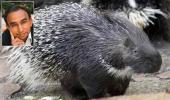 Must Read: A life lesson from porcupines