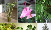 IN PICS: Now, plants for your personality types!