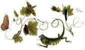 Google doodles for Maria Sibylla Merian's 366th birthday