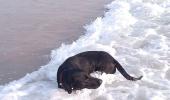 Unusual summer pics: Taking a doggy dip!