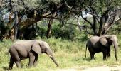 PICS: Amazing beauties of the wild