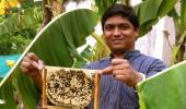 To bee or not to bee: How this man is capitalising on the buzz