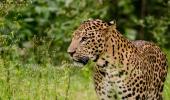 #Kabini: What do you do when the wild calls?