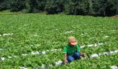 Selling salads to promote good health