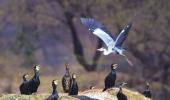 Chirp your way through summer in Bharatpur