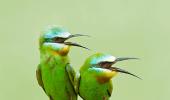 Bird-watch your way through Delhi's feather trail