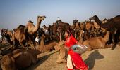 #Pushkarfair2015: 12 fantastic reasons why you should head to Pushkar